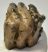 Mammuthus meridionalis partial tooth Southern mammoth (1150 grams)