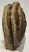 Mammuthus meridionalis partial tooth Southern mammoth (1150 grams)