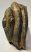 Mammuthus meridionalis partial tooth Southern mammoth (1150 grams)