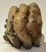 Mammuthus meridionalis partial tooth Southern mammoth (1150 grams)