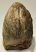 Mammuthus meridionalis partial tooth Southern mammoth (1150 grams)