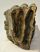 Mammuthus meridionalis partial tooth Southern mammoth (1150 grams)