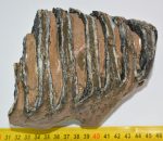 Mammuthus meridionalis részleges fog (1345 gramm)