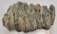 Mammuthus meridionalis részleges fog (1345 gramm)