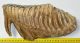 Mammuthus primigenius tooth (2871 grams) Woolly Mammoth