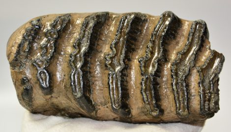 Mammuthus meridionalis részleges fog (1600 gramm)