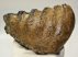 Mammuthus meridionalis részleges fog (1600 gramm)