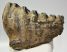 Mammuthus meridionalis partial tooth (1600 grams)