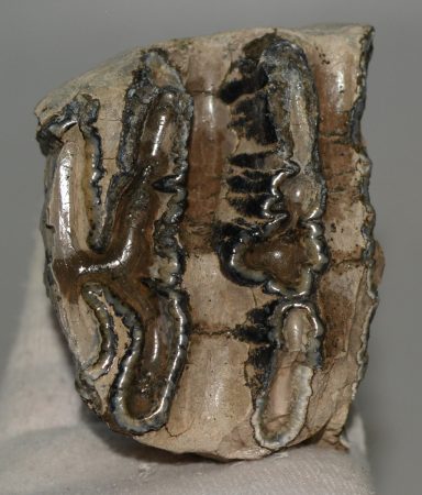 Mammuthus meridionalis részleges fog (437 gramm) ELFOGYOTT (M) 06