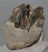 Mammuthus meridionalis részleges fog (437 gramm) ELFOGYOTT (M) 06