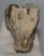 Mammuthus meridionalis részleges fog (437 gramm) ELFOGYOTT (M) 06