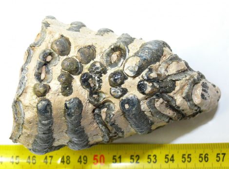 Mammuthus sp. partial tooth (541 grams)