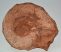 Lytoceras ammonitesz Tardosról (264 mm)