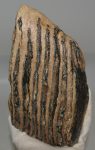 Mammuthus primigenius partial tooth (2088 grams)
