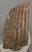Mammuthus primigenius partial tooth (2088 grams)