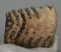 Mammuthus primigenius partial tooth (2088 grams)