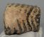 Mammuthus primigenius partial tooth (2088 grams)