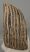 Mammuthus primigenius partial tooth (2088 grams)