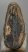 Mammuthus primigenius partial tooth (2088 grams)