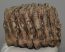 Mammuthus primigenius partial tooth (2088 grams)
