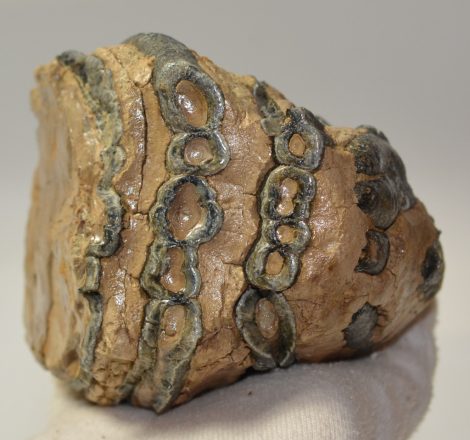 Mammuthus meridionalis részleges fog (989 gramm)