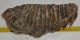 Mammuthus primigenius tooth (2422 grams) Woolly Mammoth