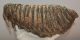 Mammuthus primigenius tooth (2422 grams) Woolly Mammoth