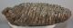 Mammuthus primigenius tooth (2422 grams) Woolly Mammoth