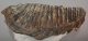 Mammuthus primigenius tooth (2422 grams) Woolly Mammoth