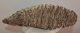 Mammuthus primigenius tooth (2422 grams) Woolly Mammoth