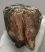 Mammuthus primigenius tooth (2422 grams) Woolly Mammoth