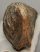 Mammuthus primigenius tooth (2422 grams) Woolly Mammoth