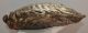 Mammuthus primigenius tooth (2422 grams) Woolly Mammoth