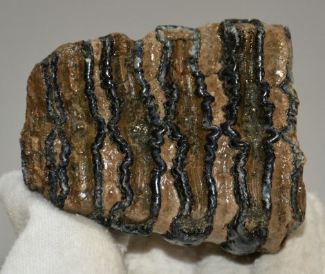 Mammuthus cf. meridionalis részleges fog (281 gramm)
