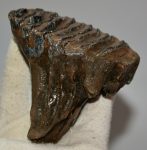 Mammuthus primigenius tooth (292 grams) Woolly mammoth molar