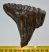 Mammuthus primigenius tooth (292 grams) Woolly mammoth molar