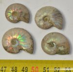 4 Cleoniceras besaiei ammonites from Madagascar