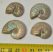 4 Cleoniceras besaiei ammonites from Madagascar