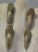 4 Cleoniceras besaiei ammonites from Madagascar