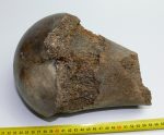   Mammuthus primigenius részleges combcsont femur (217 mm) ELFOGYOTT (LL B) 08