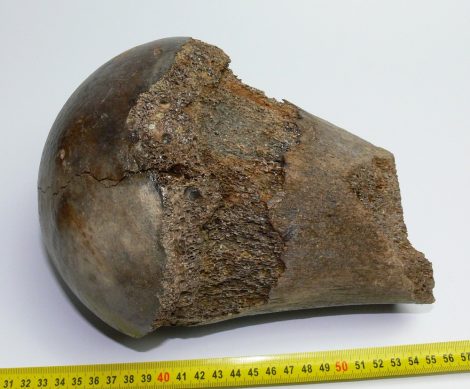 Mammuthus primigenius részleges combcsont femur (217 mm)