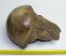 Mammuthus primigenius részleges combcsont femur (217 mm)