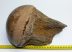 Mammuthus primigenius partial femur bone (217 mm) SOLD (LL B) 08