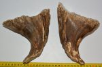 Mammuthus primigenius teeth in pairs (2030 grams)