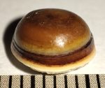 Pagrus cinctus fish tooth from Fazekasboda