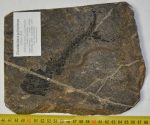 Discosauriscus pulcherrimus kövület Csehországból