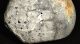 Pirit kristályos Galeola senonensis tengeri sün kövület
