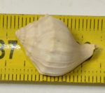 Strepsidura turgida csiga kövület Franciaországból