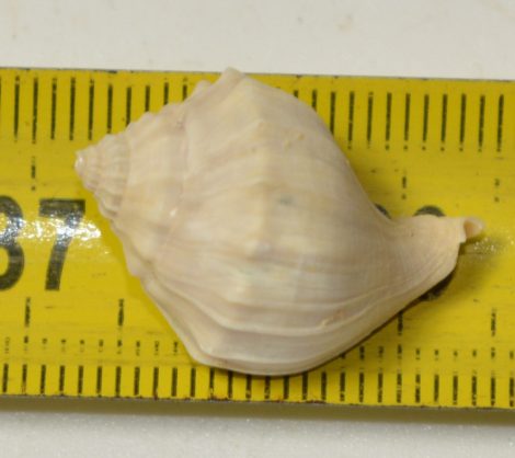 Strepsidura turgida csiga kövület Franciaországból