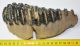 Mammuthus meridionalis tooth (887 grams)